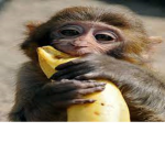 banana squadron 513 monkey