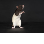 The rats revolution