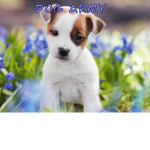~Doggy army~