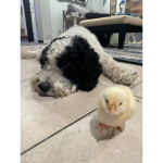 My tiny baby chicks