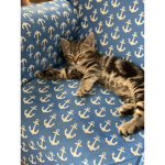 Me like cats
