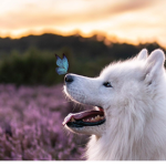Samoyed Clothing Incorprated