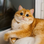 cat yas