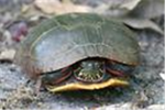 Turtle Legion