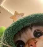 the kittyoh club
