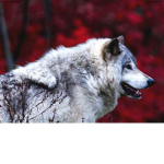 Wolf awoooo