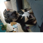 dogs r cute:D