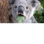 Koala Kids Group!