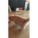CAT ITS BEST