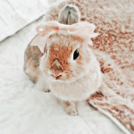 LUNAS BUNNYS