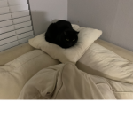 The Meowsers Meow