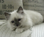 MR.Johan
