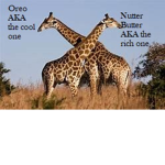 Mighty Giraffe Squad