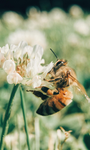 Bee Time 12356