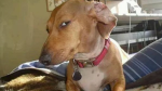 DOGGGGGGGGGGGGGGGGGGGGGGGGGGGGGGGGGGGGGGGGGGGGGGGZ