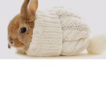Cute Bunny Fan Group