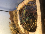 Froggo fan group <3