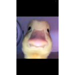 The unreal ducks boi
