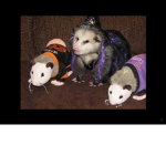 We the boys 3p