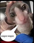 'ファンフェッティ