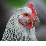 The Chikn's Kingdom