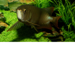 FISH ARMY (