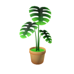 Monstera House Plant