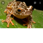 FROGGGYZ