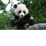 Panda parody