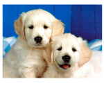 Puppies kingdom