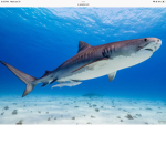 Sharkbath