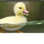 Ducks united save the ducks