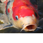 Triggerfish ftw