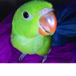 parrot fans group