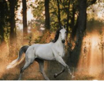 :|~*Maple Tree Equestrian Centre*~|: