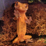 Reptiles Are Da Best!