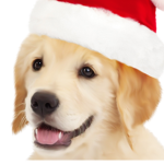 Doggy's Fan Group