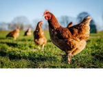 Team Hen Group