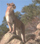 Puma's Government