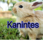 Team Kanin-tes