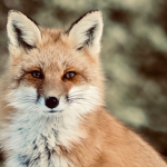 fox knight fan club