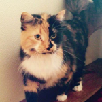 For cat people