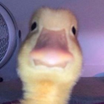 yo y los patos
