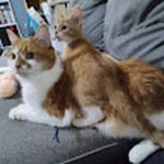 DexterGarfy Fan Group
