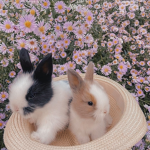 ~{Baby Bunnies<3}~
