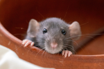 TeamRat_klklolokolkloklll