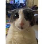 funny cat clothing group