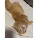 Bruh Cat group