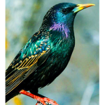 Birdwing Studio
