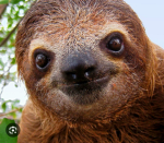 The BEST sloth fan club